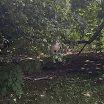Other at Olmsted Park, Emerald Necklace Trail, Brookline 02445