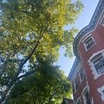 Public Trees at 24 Claflin Rd