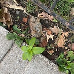 Dead Animals at 1090 Beacon St