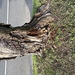 Public Trees at Lee St