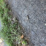 Dead Animals at Amory St, Brookline 02446