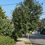 Public Trees at 248 Summit Ave