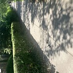 Dead Animals at 1821 Beacon St