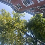 Public Trees at 24 Claflin Rd
