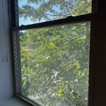 Public Trees at 323 Boylston St