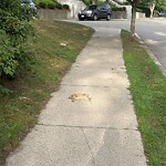 Dead Animals at 8 Colbourne Cres
