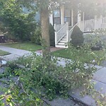 Public Trees at 79 Coolidge St