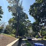 Public Trees at 60 Jordan Rd