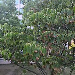 Public Trees at 333 Washington St