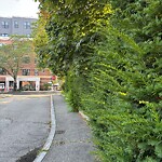 Public Trees at 41 Centre St