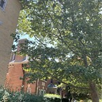 Public Trees at 793 Washington St