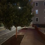 Public Trees at 69 Walnut St