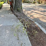 Public Trees at 150 Beaconsfield Rd