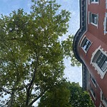 Public Trees at 27 Claflin Rd