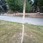 Public Trees at 42.34 N 71.14 W