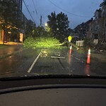 Public Trees at 1–57 Stedman St
