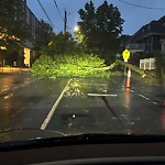 Public Trees at 20 Stedman St