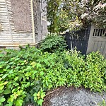 Rodent Issues at 42.33 N 71.13 W