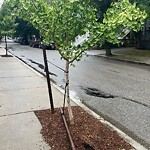Public Trees at 14–20 Dwight St