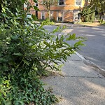 Sidewalk Obstruction at 47 Gibbs St