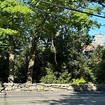 Public Trees at 534–598 Warren St