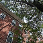 Public Trees at 116 University Rd