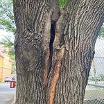 Public Trees at 89 Columbia St