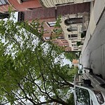 Public Trees at 10 Vernon St