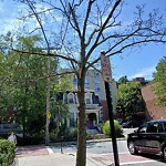 Public Trees at 46 Williams St