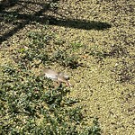 Dead Animals at 11 Willow Cres