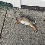 Dead Animals at 138–190 Abbottsford Rd