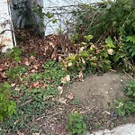 Rodent Issues at 2 Summit Ave