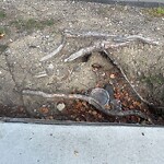 Rodent Issues at 996 Commonwealth Ave
