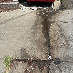 Rodent Issues at 11 Williston Rd