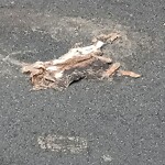 Dead Animals at 180 High St