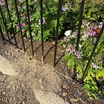 Rodent Issues at 393–399 Tappan St