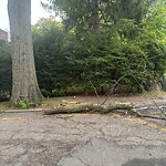 Public Trees at 56–86 Upland Rd