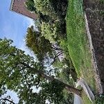 Public Trees at 50 Willow Cres