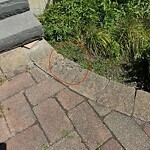 Rodent Issues at 9 Olmsted Rd