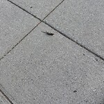 Dead Animals at 1668 Beacon St