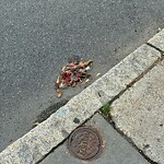 Dead Animals at 70 Park St