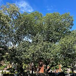 Public Trees at 100 Park St