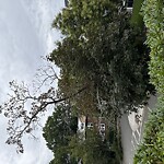 Public Trees at 120 Columbia St, Brookline 02446