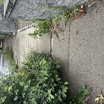 Sidewalk Obstruction at 111 Chestnut St