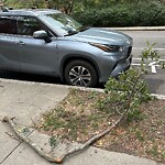 Public Trees at 1890 Beacon St