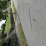 Dead Animals at 124 Arlington Rd, Chestnut Hill