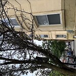 Public Trees at 673 Washington St