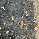 Sidewalk Repair at 21 Lowell Rd