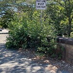 Public Trees at Longwood Ave