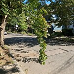 Public Trees at 22 Osborne Rd